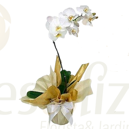 Image de Phalaenopsis Blanc