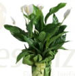 Imagem de Spathiphyllum