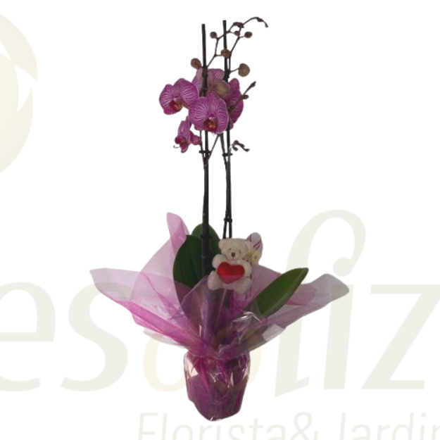 Imagem de Phalaenopsis  Rosa/ Lilás - São Valentim