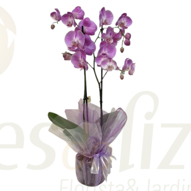 Imagem de Phalaenopsis Rosa/ Lilás