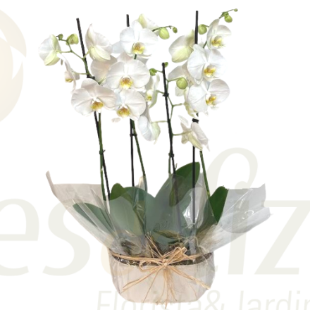 Picture of 2 White Phalaenopsis