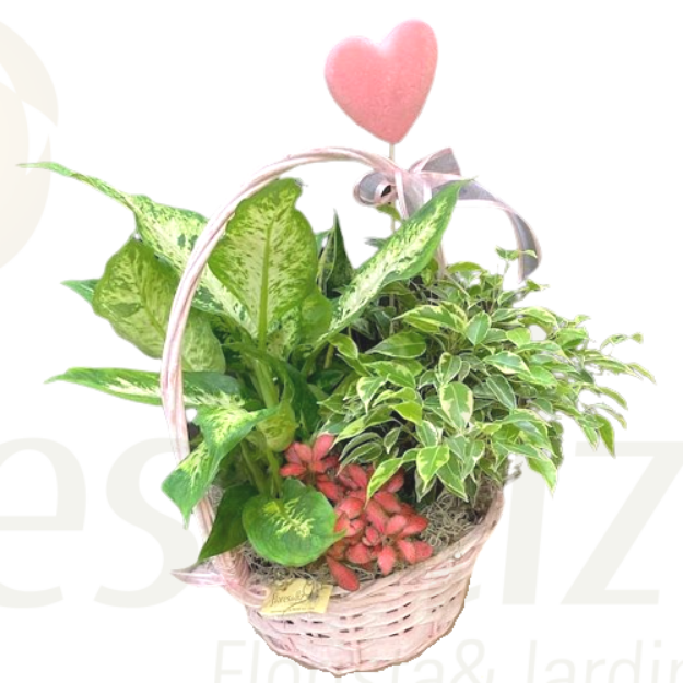 Image de Panier de plantes + cœur