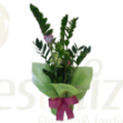 Imagem de Zamioculcas  + Coração decorativo